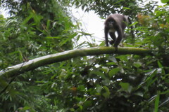 Trachypithecus phayrei