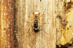 Polyrhachis flavibasis
