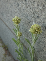 Pseudognaphalium affine