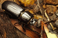 Aulacocyclus kaupii