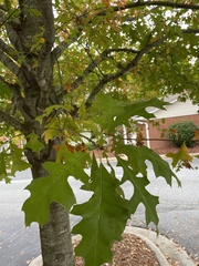Quercus palustris