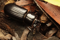 Aulacocyclus kaupii