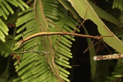 Candovia annulata