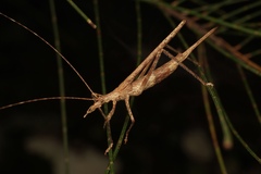Zaprochilus australis