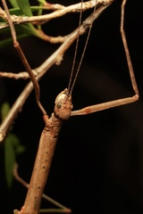 Candovia strumosa