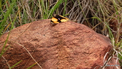 Junonia hierta cebrene