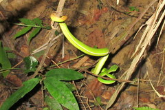Trimeresurus erythrurus