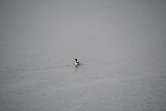 Mergus merganser americanus