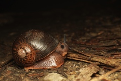 Hedleyella falconeri