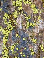 Acarosporaceae