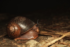 Hedleyella falconeri