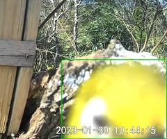 Zosterops simplex simplex