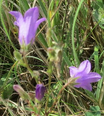 Campanula sibirica