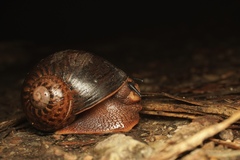 Hedleyella falconeri
