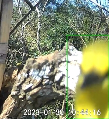 Zosterops simplex simplex