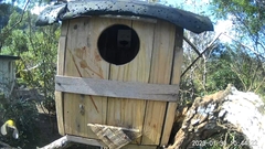 Zosterops simplex simplex