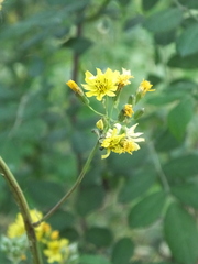 Youngia