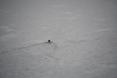 Mergus merganser americanus