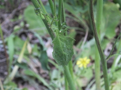 Youngia