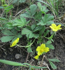 Potentilla humifusa
