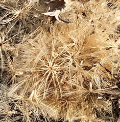 Carlina acaulis