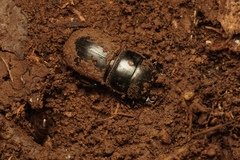 Lissapterus pelorides
