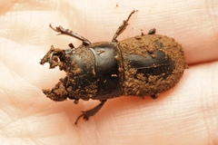 Lissapterus pelorides