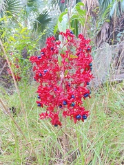 Clerodendrum indicum