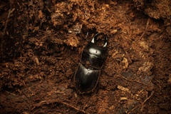 Lissapterus pelorides