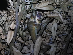 Pseudochirops archeri