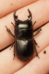 Lissapterus pelorides