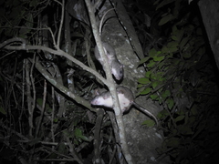 Uromys caudimaculatus