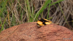 Junonia hierta cebrene