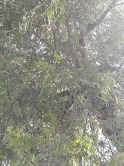 Acacia dealbata