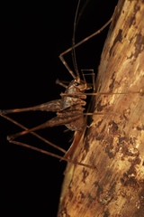 Australotettix