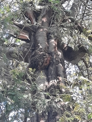 Acacia dealbata