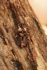 Probatoceps monteithi