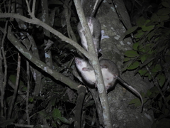 Uromys caudimaculatus