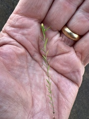 Linum strictum