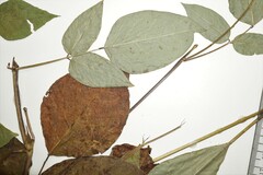 Desmodium cuspidatum