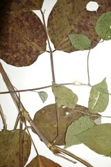 Desmodium cuspidatum