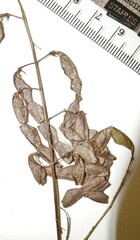 Desmodium cuspidatum