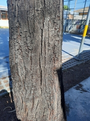 Acacia dealbata