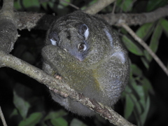 Pseudochirops archeri