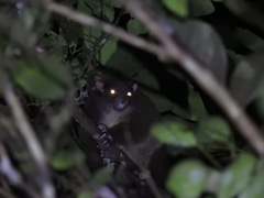 Hemibelideus lemuroides