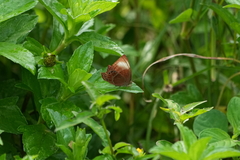Abisara saturata