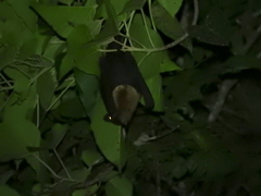 Pteropus conspicillatus