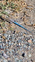 Pholidoscelis auberi