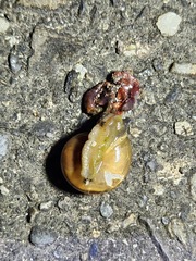 Macrochlamys hippocastaneum