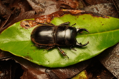 Lissapterus pelorides